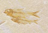 Multiple Knightia Fossil Fish Plate - x #29586-2